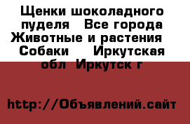 Щенки шоколадного пуделя - Все города Животные и растения » Собаки   . Иркутская обл.,Иркутск г.